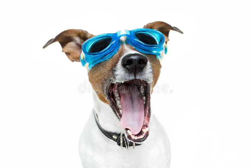 Dog goggles stock photo. Image of miniature, animal, doggy 23638606