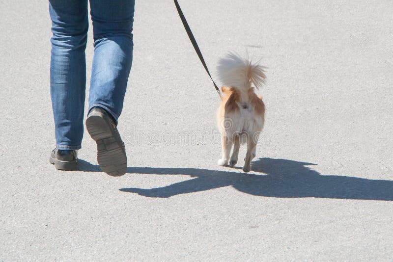 The dog going with owner stock image. Image of canine 94372305