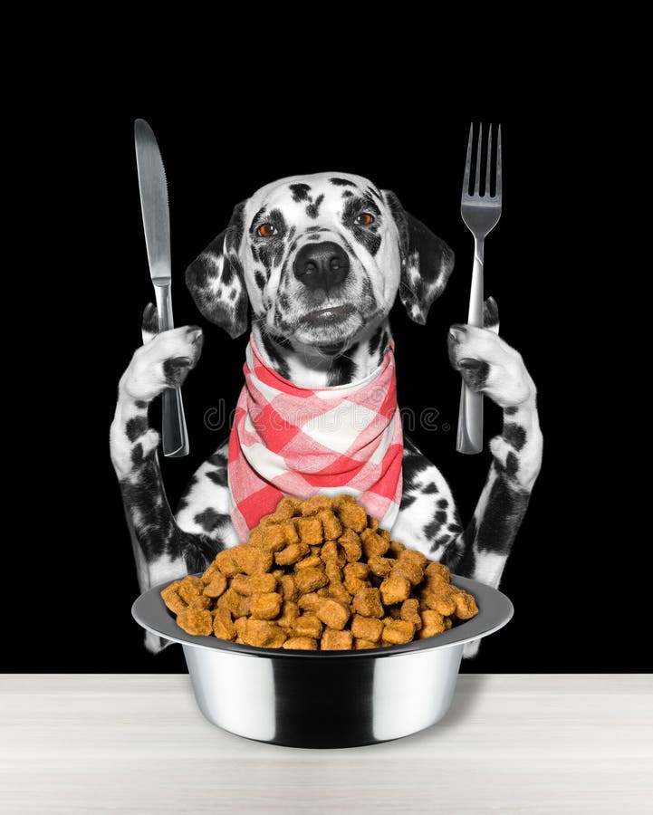 Dog Going To Eat and Hold Knife and Fork Stock Photo Image of looking