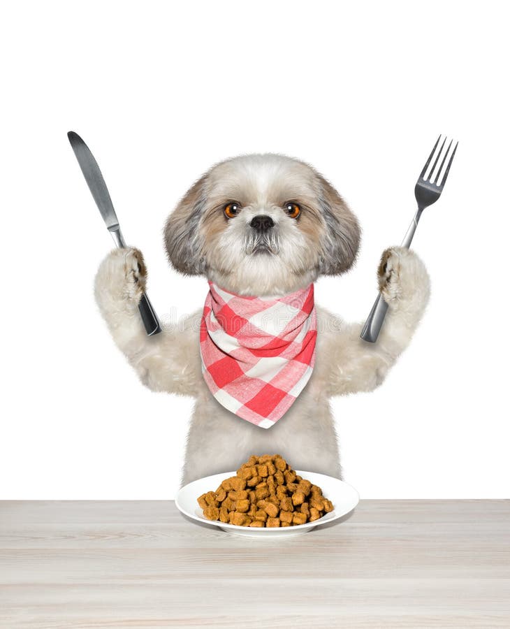 Dog Going To Eat and Hold Knife and Fork Stock Photo Image of looking