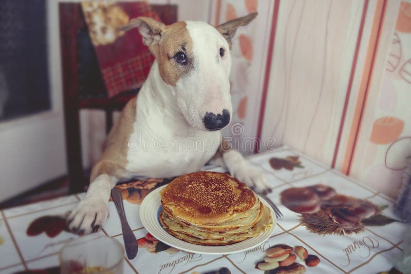 Do Dogs Need Breakfast