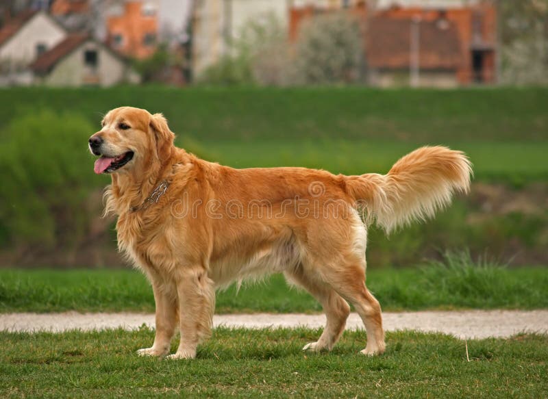 Felice cane, un golden retriever, si erge sul lungomare.