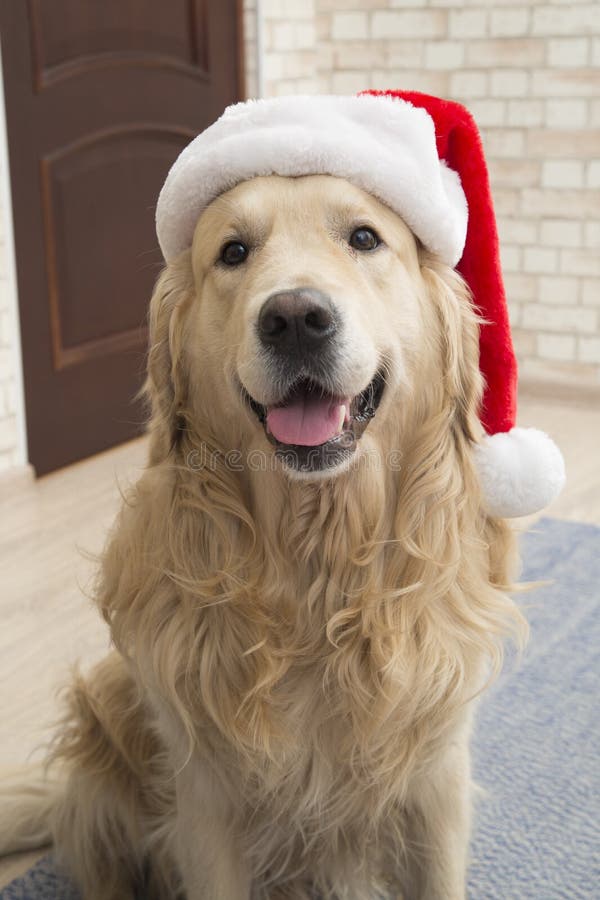 24,222 Dog Christmas Hat Stock Photos Free & RoyaltyFree Stock