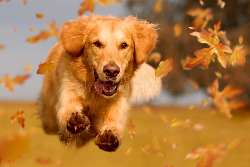 Hund, golden retriever springt durch Herbst Blätter im herbstlichen Sonnenlicht.