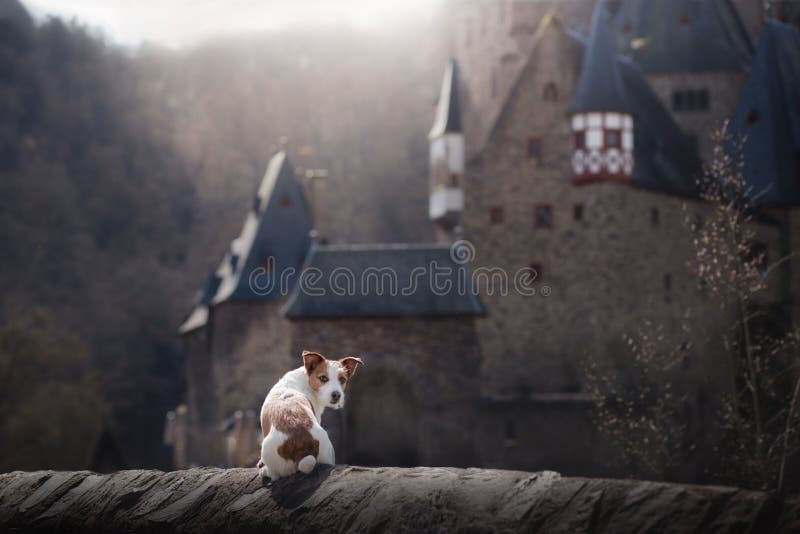 Dog at the gothic castle. A small terrier in a mystical place. royalty free stock image Dog at the gothic castle. A small terrier in a mystical place. royalty free stock image