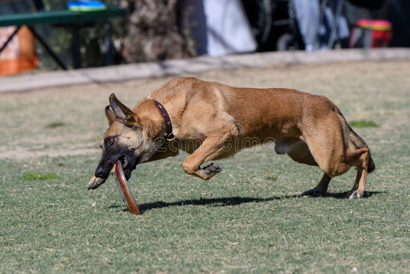 Dog Grabbing a Disc Off the Lawn Stock Image Image of photographer
