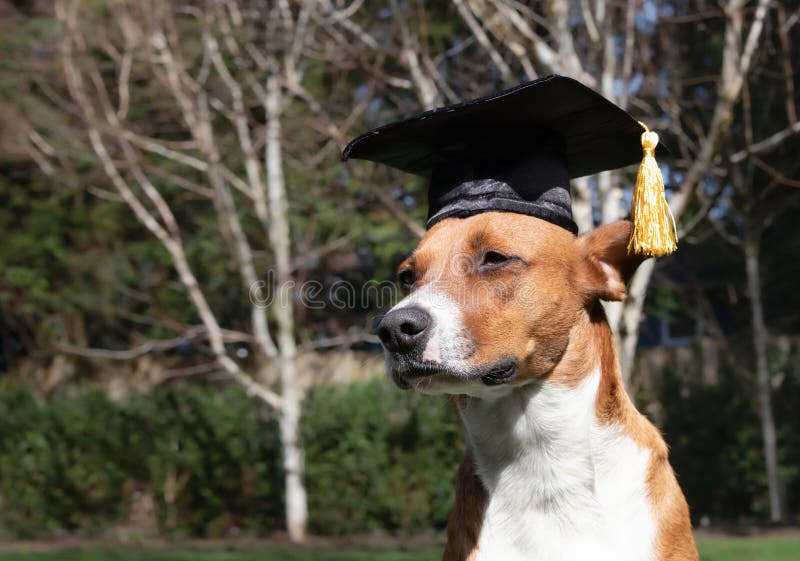 Dog with Graduation Hat Sitting in the Backyard or Park on a Sunny Day