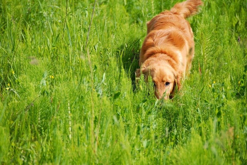 Dog in grass stock photo. Image of walking, hiding, spring 15878790