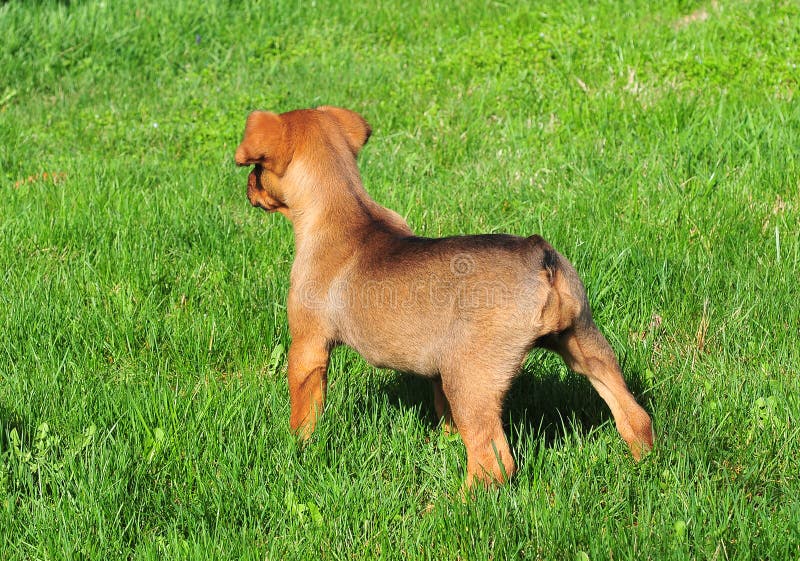 Dog in the grass