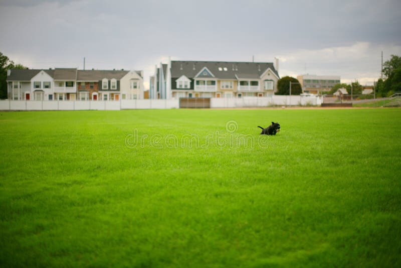 Dog in grass