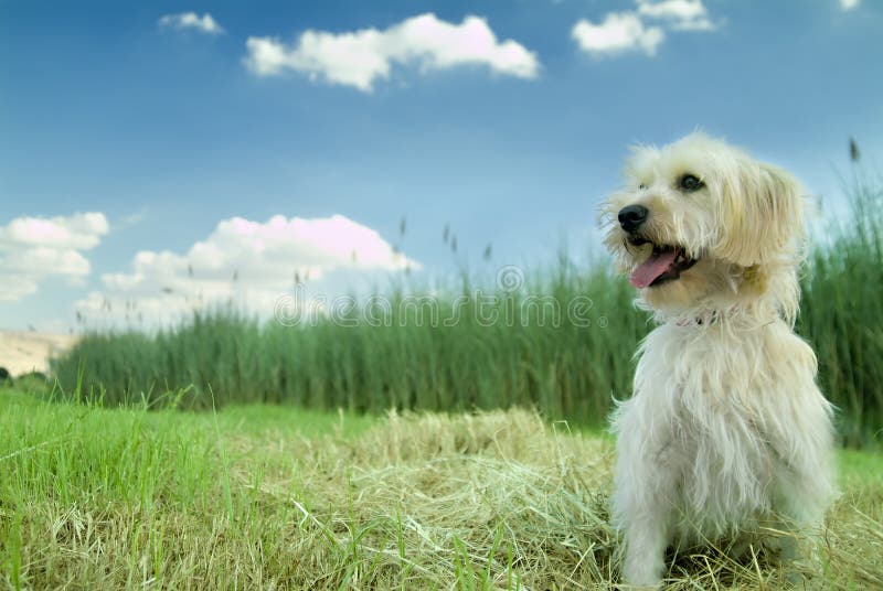 Inland Hund die Natur genießen, auf gras und bewölkten Himmel.