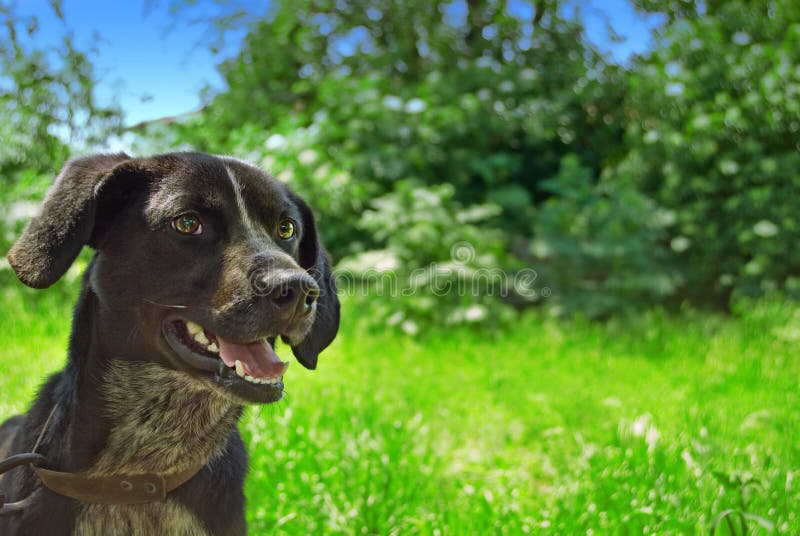 Dog With Green Background Picture. Image 5273337