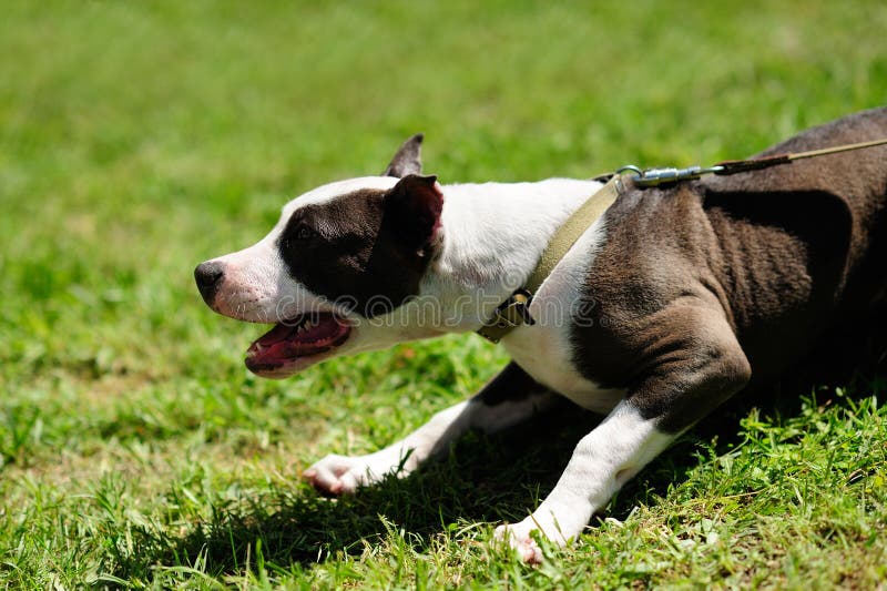 Dog on a green grass stock photo. Image of nature, yellow 157056148