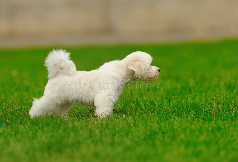 Dog on the green grass stock image. Image of cute, grass 20101147