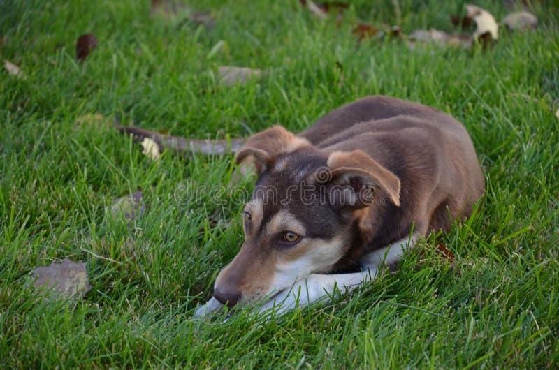 Dog on the green grass stock image. Image of autumn, nature 27661361