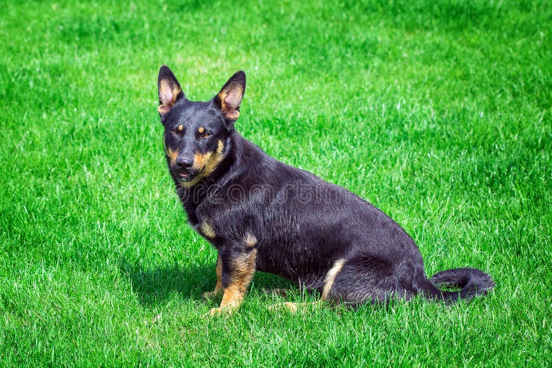 Dog on the green grass stock image. Image of park, happy 71181203