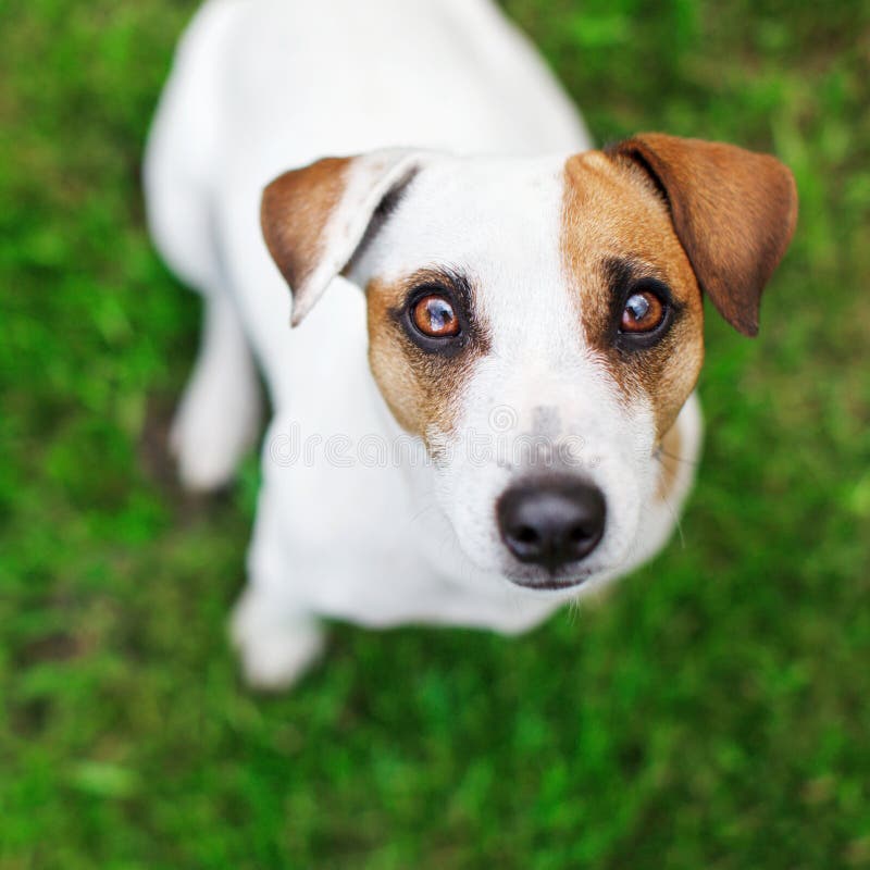 Dog on green grass stock photo. Image of domestic, loving 95864398