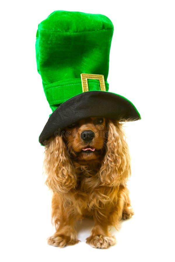 Dog in green hat stock image. Image of animal, expression 13308839