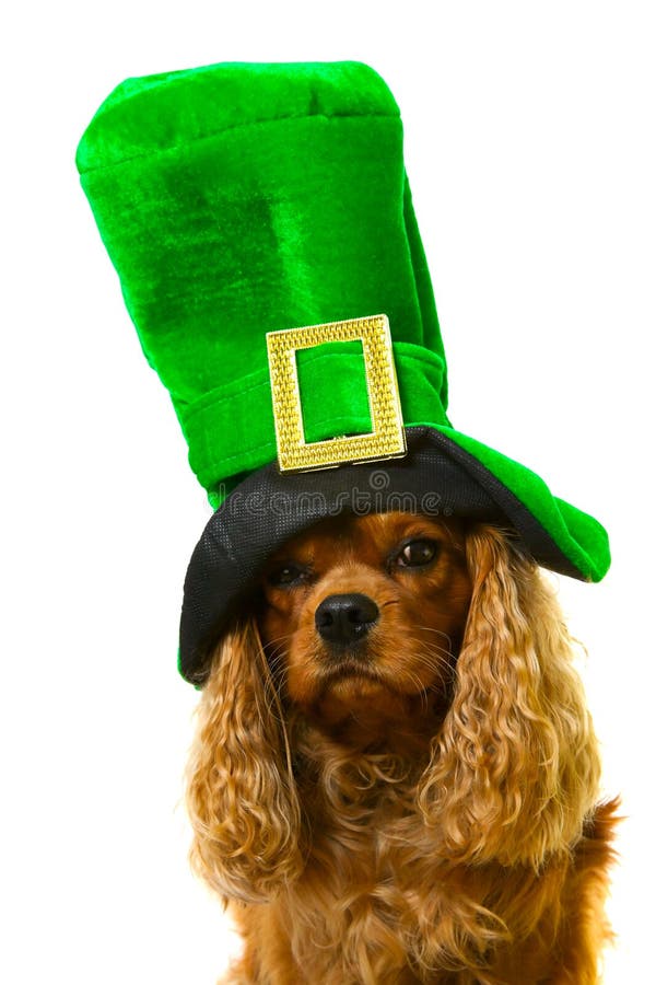 Dog in green hat stock photo. Image of tall, pets, expression 13414896