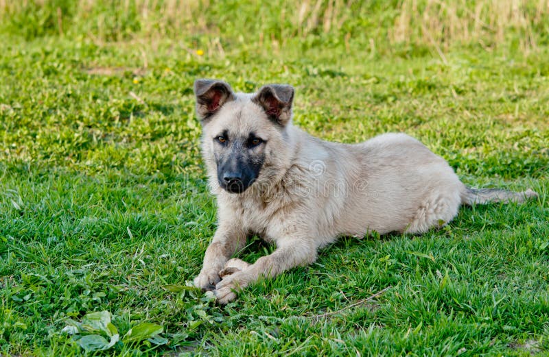 Dog on green lawn stock photo. Image of nature, green 40100028