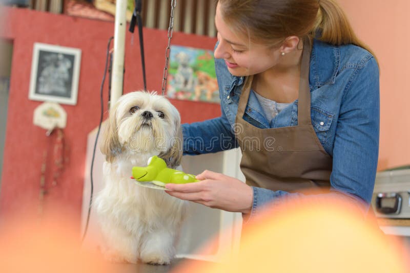 Dog and groomer stock image. Image of health, injury - 88083009