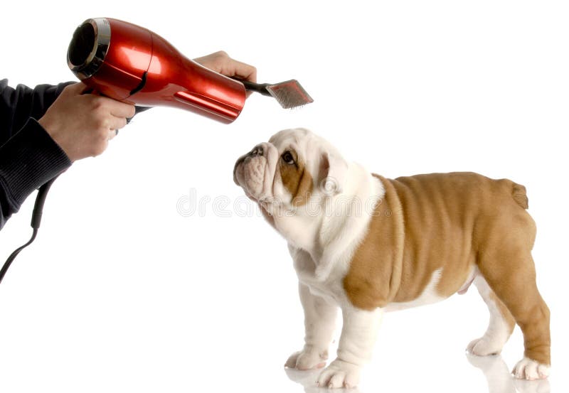 Dog grooming. Hands brushing nine week old english bulldog stock photos