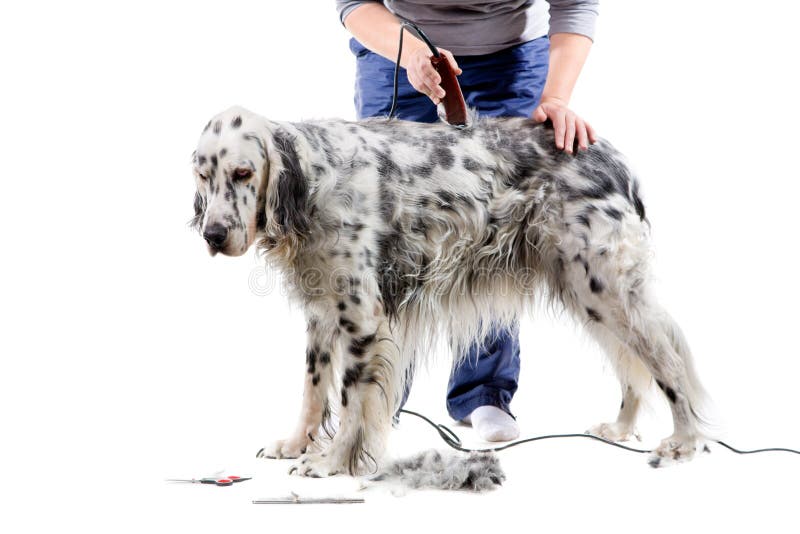 Dog grooming stock image. Image of service, hair, spots 13628963