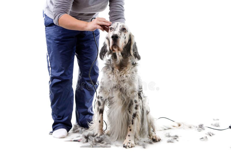 Dog grooming stock image. Image of service, hair, spots 13628963