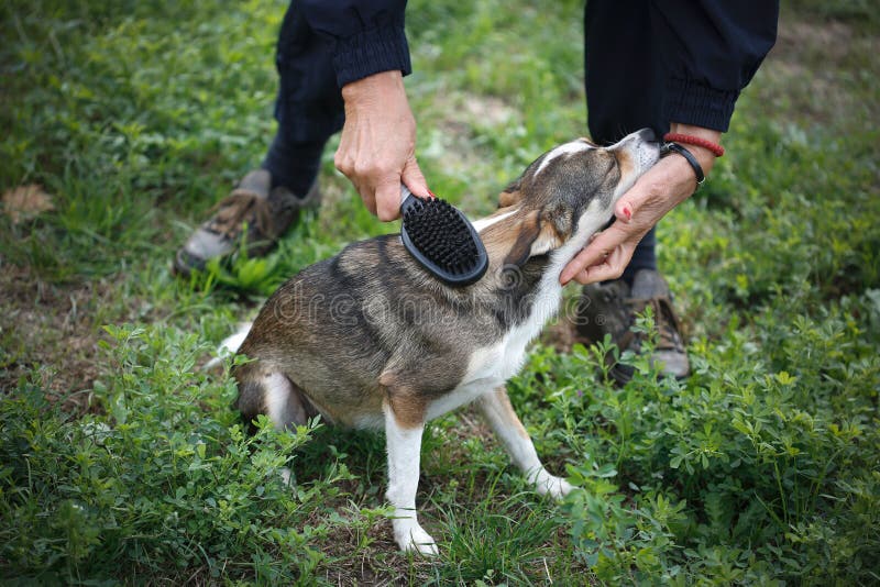 Dog Grooming with Brush in Park Stock Photo Image of care, trust