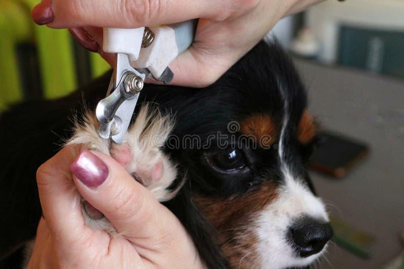 Dog Grooming Nail Clipping Closeup Stock Image Image of snout, head 245069469