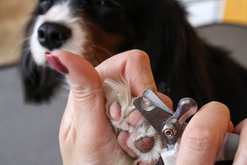 Dog Grooming, Nail Trimming. Closeup Stock Image Image of close