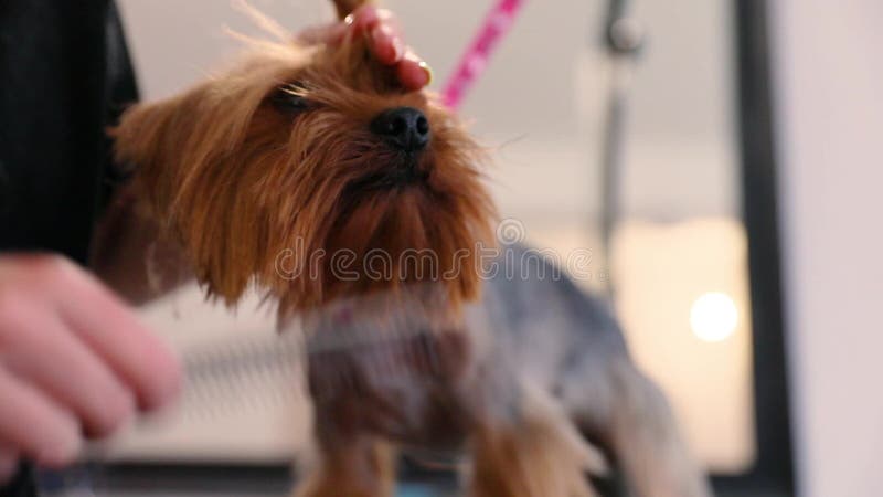 Dog Grooming At Pet Salon. Groomer Making Hair Style For Terrier