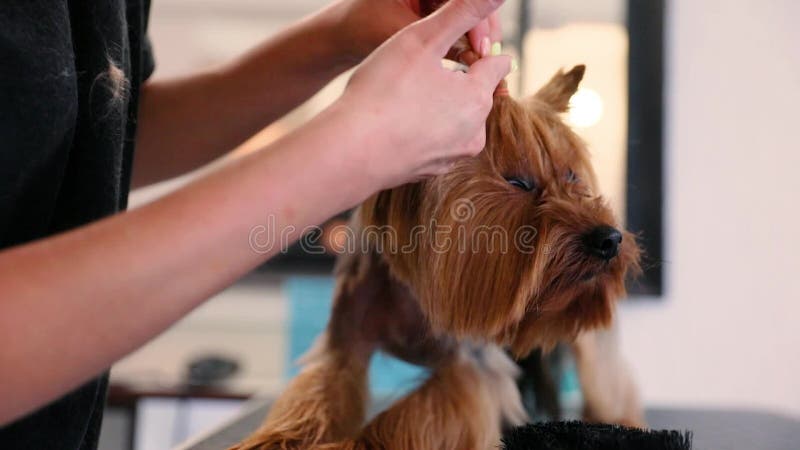 Dog Grooming At Pet Salon. Groomer Making Hair Style For Terrier