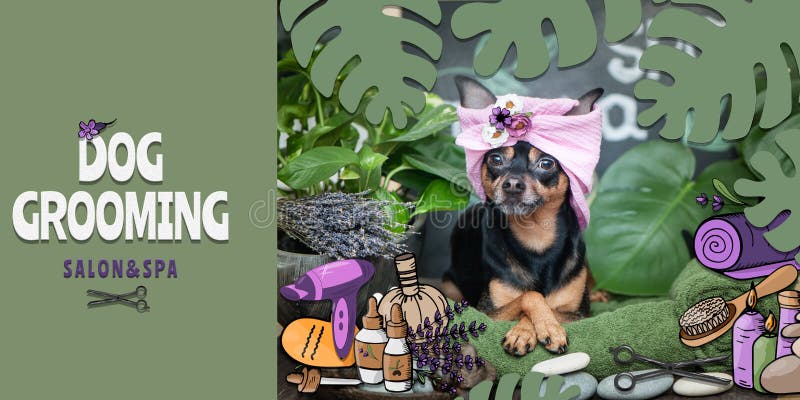 Dog Grooming Salon and spa Poster, banner . Photo and illustration, cartoon style. Dog in the spa care items and plants.