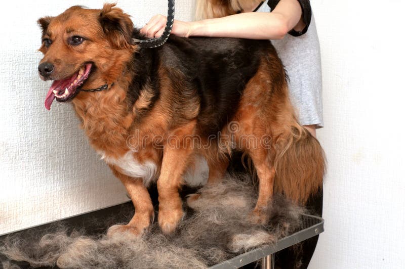 dog grooming table leash