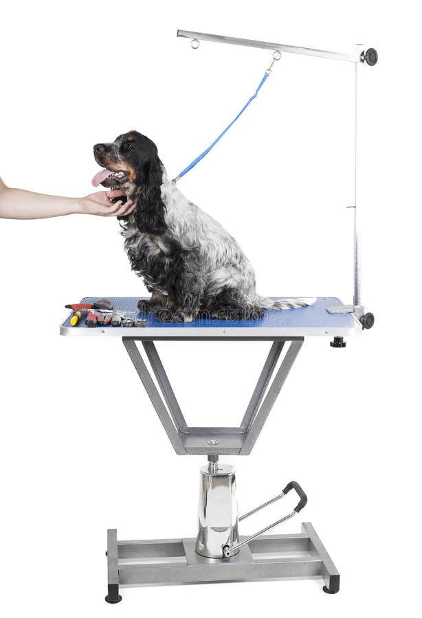 Dog grooming table stock photo. Image of isolated, hairy 33208188