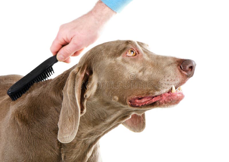 Dog Grooming Background
