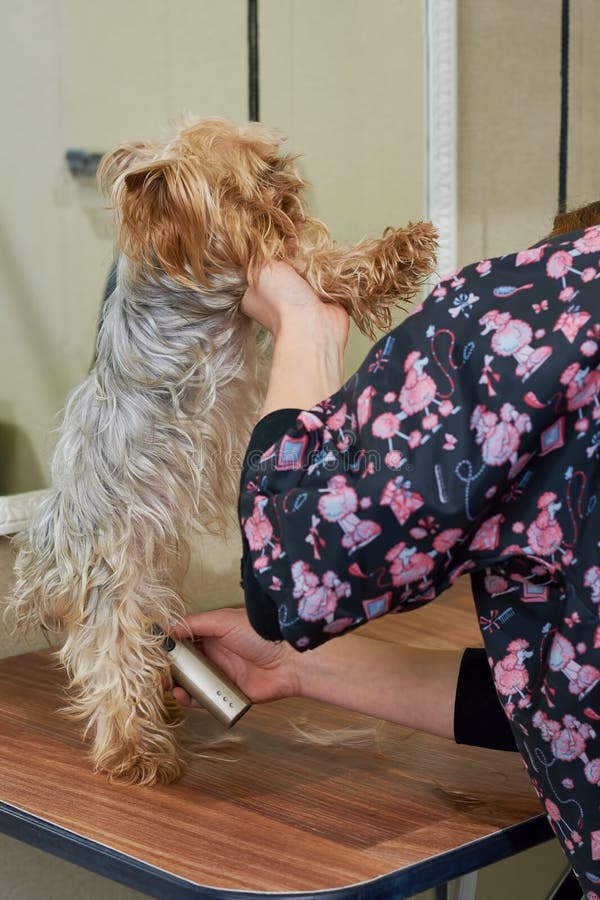 Dog Grooming, York Terrier. Stock Photo Image of doggy, groomer 97917158