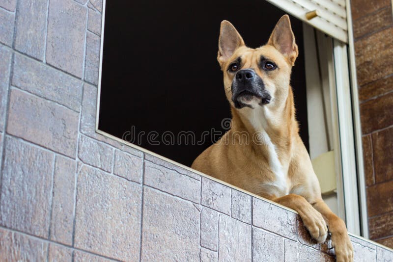 Dog Guarding A Home Stock Photo Image Of Mammal Happiness 132009240 dog-guarding-a-home-stock-photo-image-of-mammal-happiness-132009240