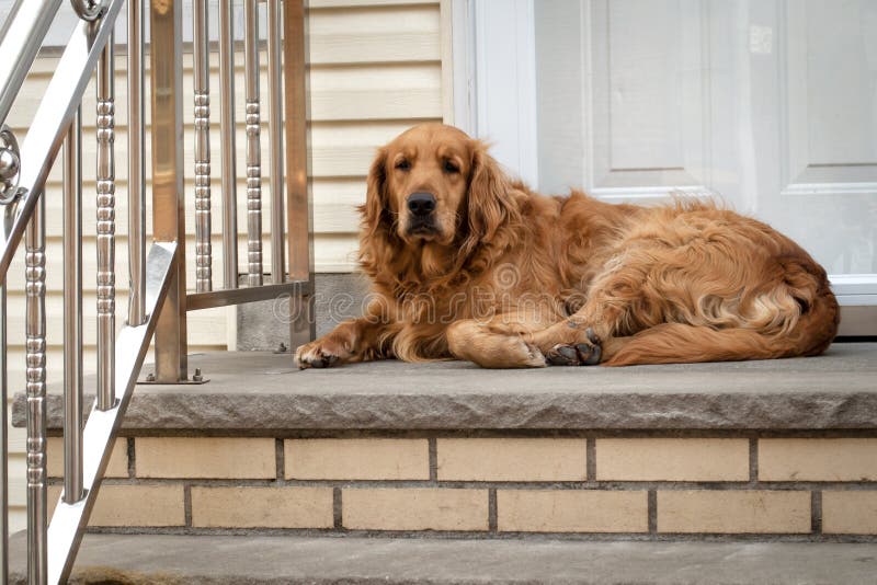 Dog Guarding The House Stock Image Image Of Color Lawn 80085 dog-guarding-the-house-stock-image-image-of-color-lawn-80085