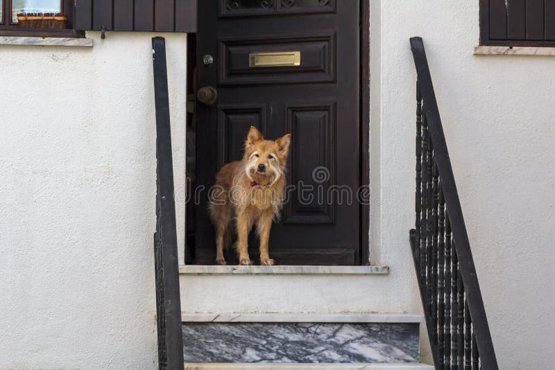Dog Guarding The House Door Stock Image Image Of Doorway Domestic dog-guarding-the-house-door-stock-image-image-of-doorway-domestic
