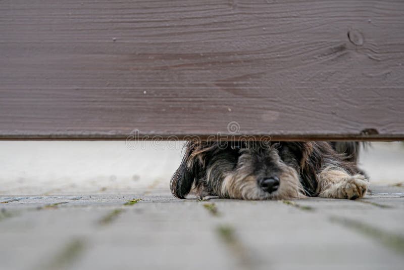Dog Guarding The House Looks Out Into The Gap Under The Wooden Fence dog-guarding-the-house-looks-out-into-the-gap-under-the-wooden-fence