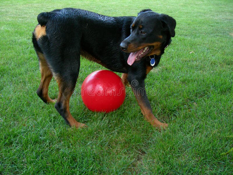 Dog Guarding over Big Ball