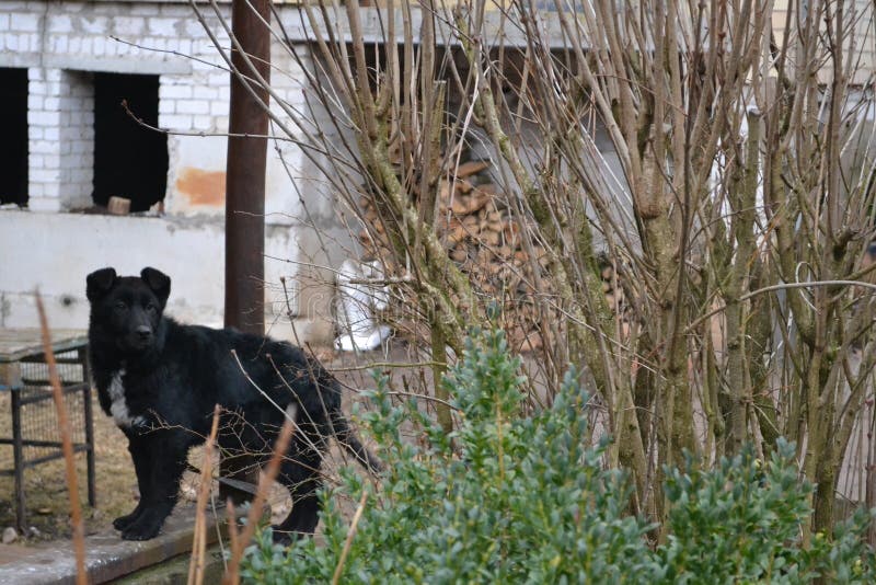 Dog guarding property stock photo. Image of face, beautiful 86688868