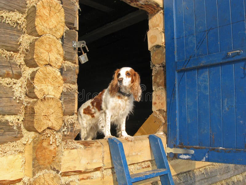 Dog guards the house stock photo. Image of beauty, animal 30921624