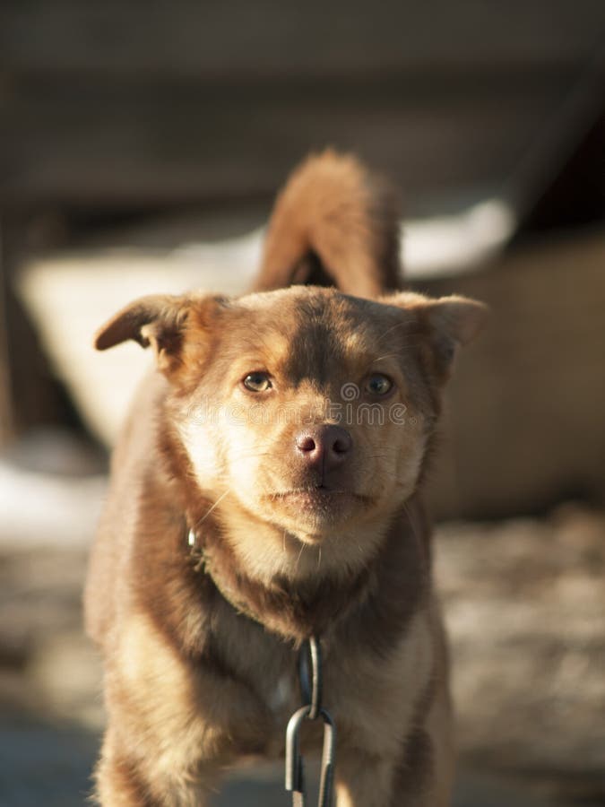Dog guards the house stock photo. Image of protection 147011396