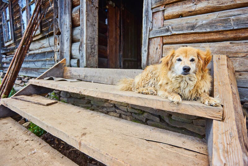 Dog guards a house stock image. Image of village, summer 213391003