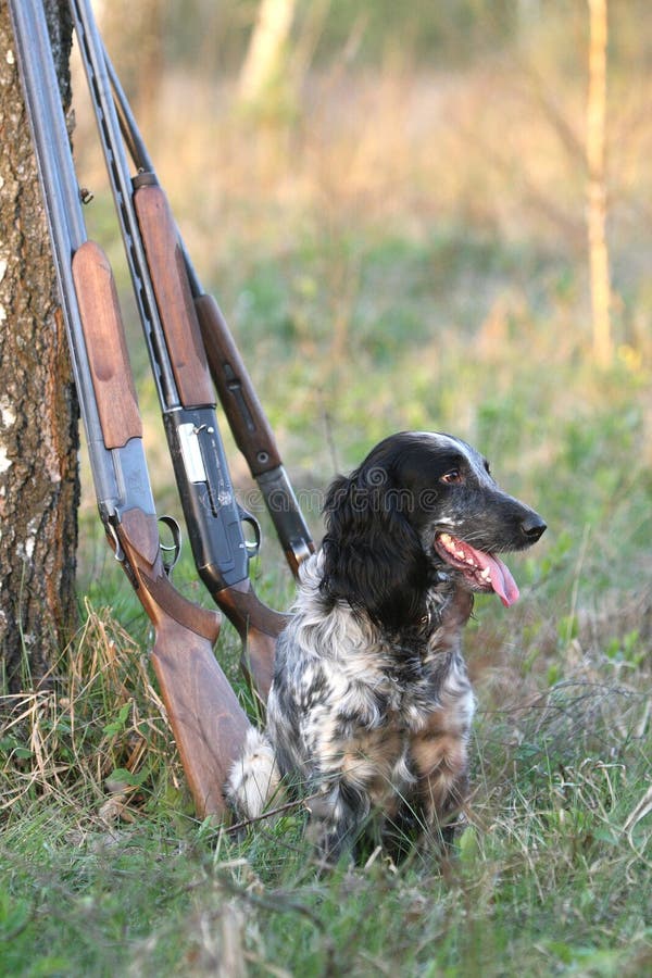 Dog with guns stock photo. Image of shotgun, retriever 4976430