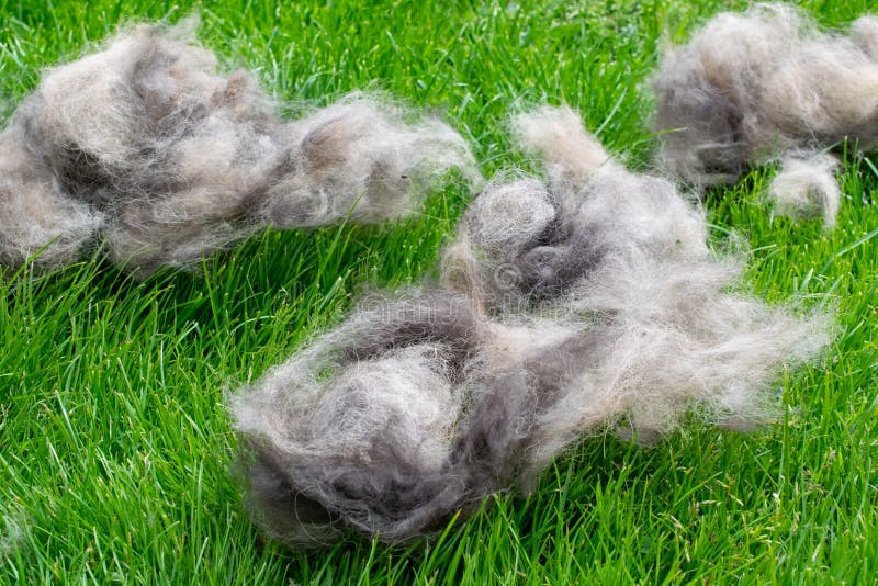 Dog Hair Puffs after Brushing Stock Photo Image of puffs, fluffy