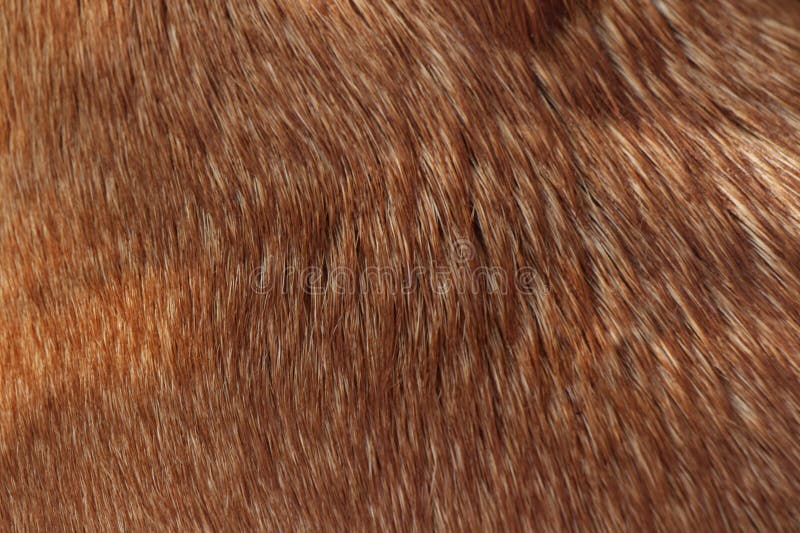 what color hides dog hair